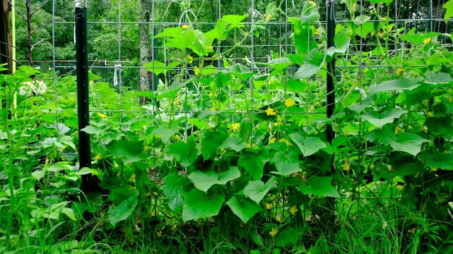 Lot of flourishing cucumber plants climbing on trellis and moving camera toward large organic gherkin hanging from vine