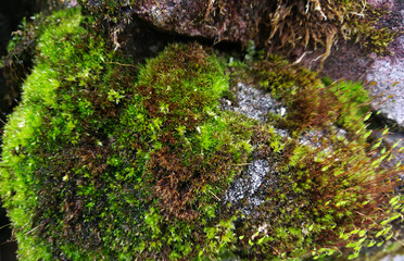 Green moss on wet stone in nature, lush natural texture close-up
