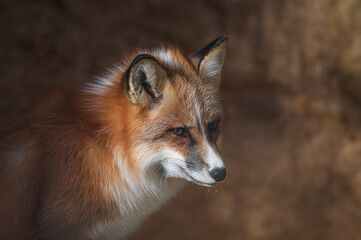 Red fox portrait in the wild with autumn colors in the background