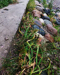 Close-up of autumn dried grass and stones near walking path, seasonal nature detail