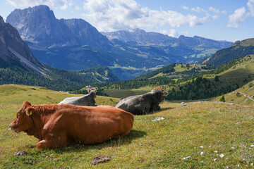 Cattle grazing in alpine meadows
