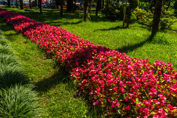 Pink begonias on a street flower bed, Batumi