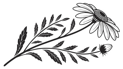 Black and white drawing of a daisy with leaves and a bud on a stem illustration vector image vreated with genrated ai