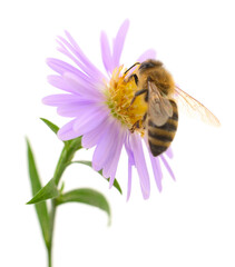 Honey bee on purple flower isolated on white background