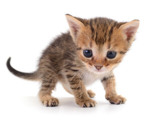 Cute small kitten isolated on white background