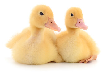 Two yellow ducklings isolated on white background