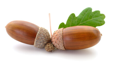 Two acorns with oak leaf isolated on white background