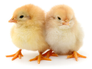 Two yellow chicks isolated on white background