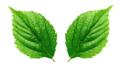 Fototapeta premium Close-up of two vibrant green leaves (1)