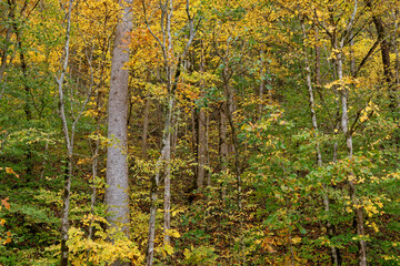 Trees on the hillside turning color