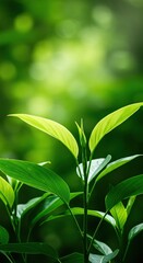 Lush foliage and gentle light symbolize nature's restorative power, fostering wellness, ecological balance, and vibrant growth for profound well-being ,light ,well-being ,energy