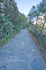 Stone path with cactus and pine trees in Nafplio, Peloponnese, Greece