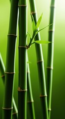 Lush green bamboo stalks reaching towards the light in a serene natural environment, showcasing healthy botanical growth and peaceful elegance ,healthy ,culm ,outdoors