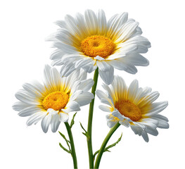 Close-up of three white daisies with yellow centers.  Bright, detailed flowers with stems and leaves.  Isolated against black background