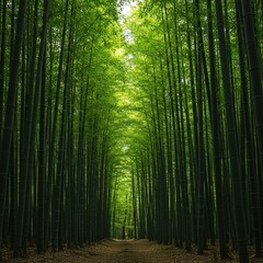 Lush green bamboo stems creating an immersive natural tunnel or grove, conveying tranquility and sustainable natural growth in the woods ,plant ,calm ,forest