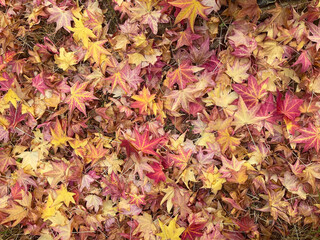 Colorful autumn leaves covering the ground, showcasing shades of red, yellow, and orange in a vibrant seasonal carpet of nature, autumnal texture, background of dry leaves