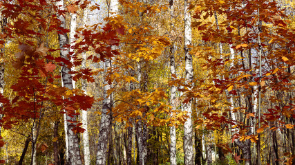 Yellow and red autumn leaves, close-up, evoke an atmosphere of seasonal beauty and tranquility
