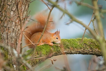 Eurasian Red Squirrel (Sciurus vulgaris) on mossy branch in forest – common species in the Czech Republic