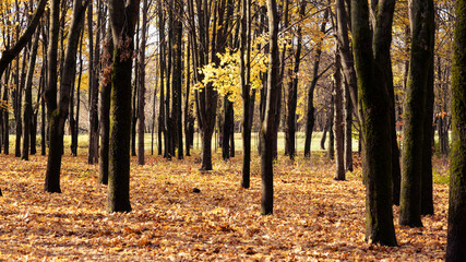 Autumn yellow-gold landscape in a park on a sunny morning