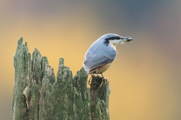 Eurasian Nuthatch (Sitta europaea) — perched on a tree trunk with warm autumn background, common species in the Czech Republic