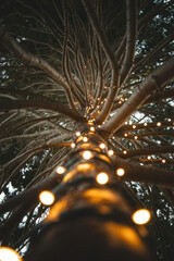 Looking up at a tall pine tree decorated with string lights creating a festive and magical atmosphere perfect for holiday or event photography