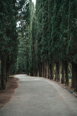 Cypress Alley in a Green Park