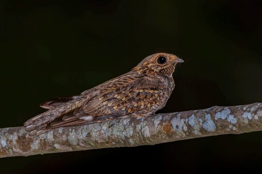 Little nightjar on a branch - Hydropsalis parvula