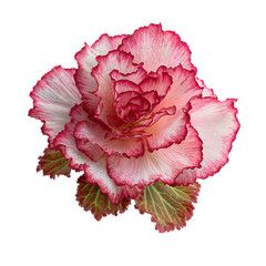 Begonia png