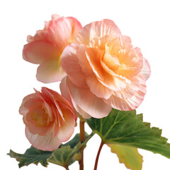Begonia png