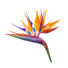 Bird of paradise png
