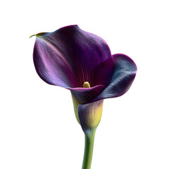 Calla lily png