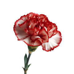 Carnation png