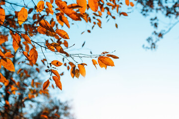Branch with orange autumn leaves against clear blue sky. Copy space