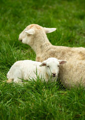 Obraz premium Tender moment between mother sheep and her baby lamb resting on fresh green grass. Fluffy farm animals lying together on pasture, symbol of love, care, peaceful rural life.