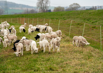 Obraz premium Cute fluffy lambs playing, grazing on a green pasture in sunny weather. Young sheep in an open paddock on farm, symbol of rural life and springtime nature.