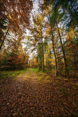 Sunlit forest with quiet pathways, Tranquil autumn woods illuminated by sunlight