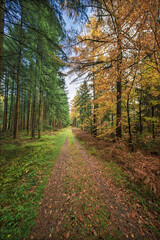 Journey through dense woodland trail lined with diverse deciduous and evergreen