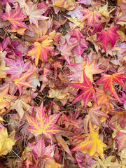 Colorful autumn leaves covering the ground, showcasing shades of red, yellow, and orange in a vibrant seasonal carpet of nature, autumnal texture, background of dry leaves