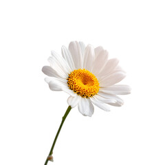 Fototapeta premium Daisy png