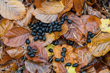 Animal droppings detail, Dark pellet deposit among leaves, Autumn leaf litter with animal droppings...