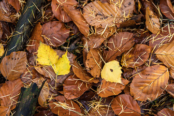 Fallen leaves with pine needles, Closeup of vibrant fall leaves and natural textures, Intricate...