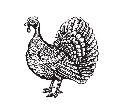 Turkey illustration. Turkey illustration in vintage style. Thanksgiving turkey