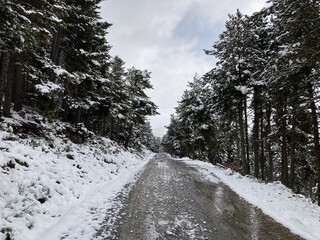 Snowy winter road winding through pine forest in Pyrenees Orientales, France