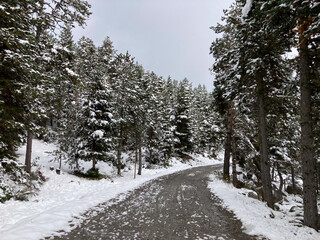 Winding road through snowy pine forest in Bolquere