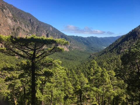 Kiefernwald Tal auf La Palma