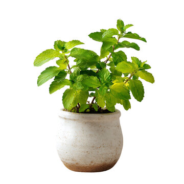 Green Tulsi plant png