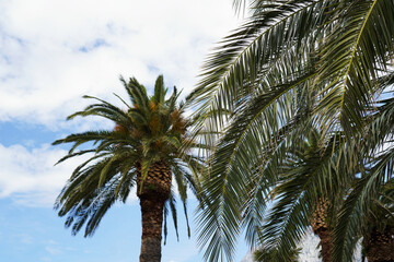 Obraz premium Tall palm trees silhouetted against a vivid blue sky with scattered white clouds. The upward perspective emphasises the height of the trees and the wide-open tropical sky.