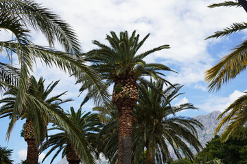 Fototapeta premium Tall palm trees silhouetted against a vivid blue sky with scattered white clouds. The upward perspective emphasises the height of the trees and the wide-open tropical sky.