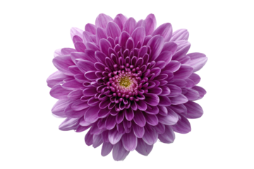 Close-up of a vibrant purple flower.  A detailed,  round flower with many tightly packed petals, a rich purple hue,  with a central disc