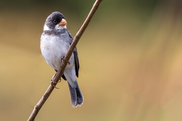 Sporophila albogularis 